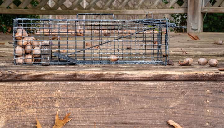 Professional-Wildlife-Control in Anchorage