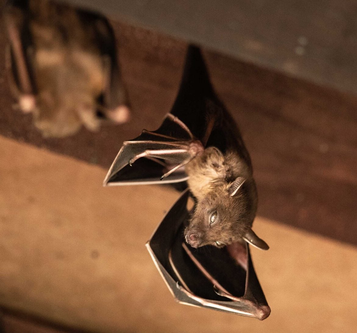 Wildlife-Bats in Anchorage